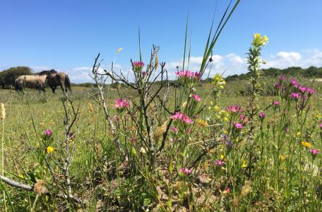 Paardenspoor met planten in duinvallei Oranjezon. Foto: Esther Linnartz, FREE Nature