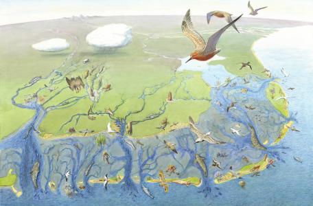 Waddenkaart, tekening: Jeroen Helmer