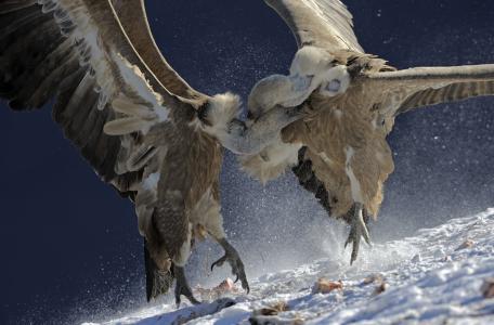 Vale gier Foto: Magnus Elander / Wild Wonders of Europe