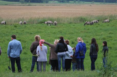 Konikpaarden in Letland