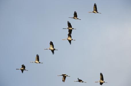 Vliegende kraanvogels