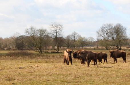 Kudde wisenten Maashorst