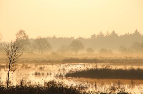 Maashorst in de ochtend, foto: Maurice van Doorn