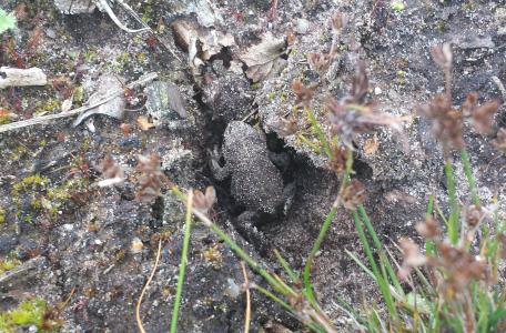 Rugstreeppad in pootafdruk wisent, foto: Anke Brouns