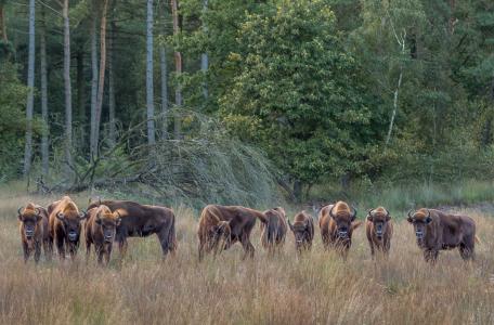 Wisenten Maashorst, foto: Maurice van Doorn