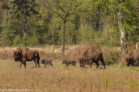 Wisenten met drie kalfjes. Foto: Maurice van Doorn