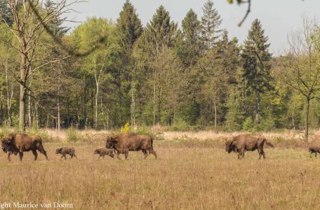 Wisentkalfjes op de Maashorst