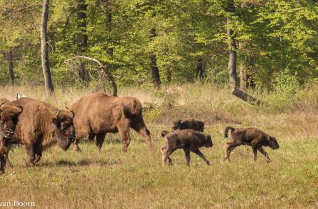 Wisenten met drie kalfjes. Foto: Maurice van Doorn