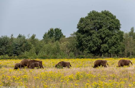 Extensieve begrazing zorgt voor bloemrijke graslanden op de Maashorst.