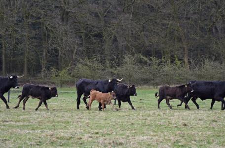 Taurossen in de Maashorst, foto: Martien van Dooren
