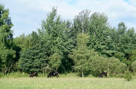 Taurossen in de Maashorst. Foto: Twan Teunissen