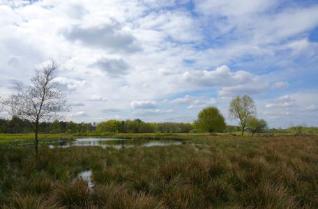 Begrazingsgebied Maashorst
