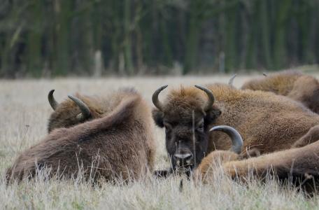 Wisent