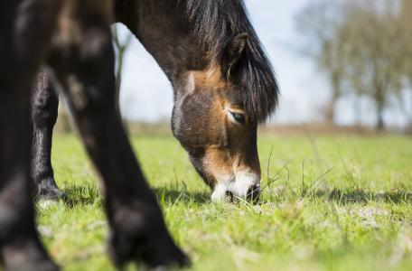 Exmoor pony's, foto: Bob Luijks