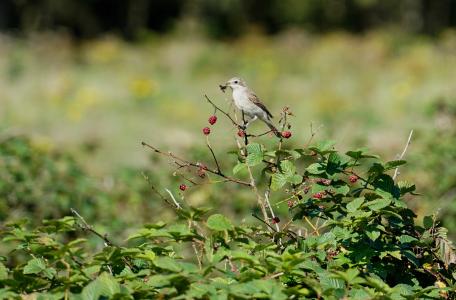 Jonge Grauwe Klauwier
