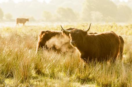 Hans Koster Maashorst Hooglander