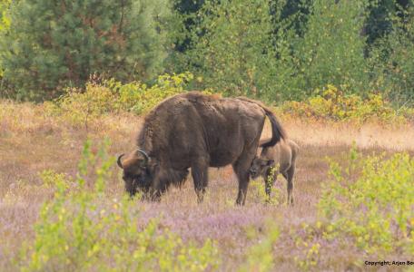 Wisenten op de Maashorst, foto: Arjen Boerman
