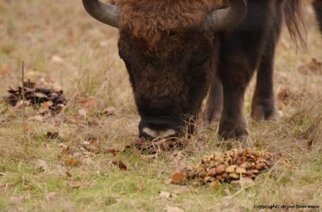 Wisenten eten paddenstoelen, foto: Arjen Boerman, FREE Nature