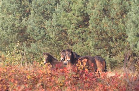 Exmoors in de Maashorst