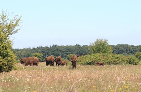 Wisenten op de Maashorst