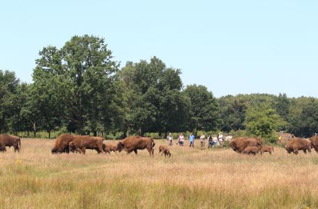 Wisenten en bezoekers in de Maashorst