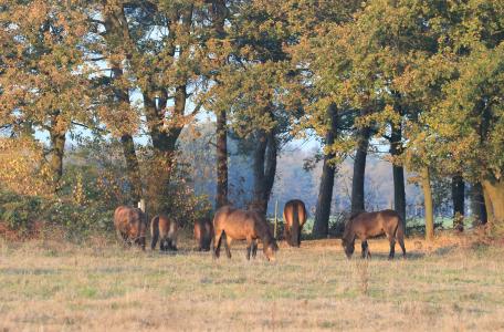 Exmoor pony's op de Maashorst