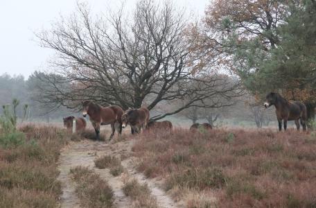 Exmoorpony's op de Maashorst