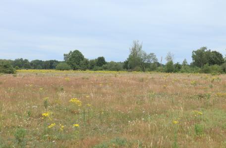 Niet verdroogd bloemrijk grasland in de Maashorst met uitgegroeid en uitgebloeid gras.