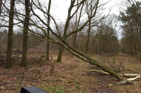 Omgevallen bomen op de Maashorst