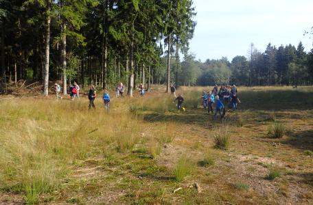 Veldlessen Maashorst