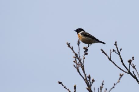 Roodborsttapuit, foto: Bob Luijks