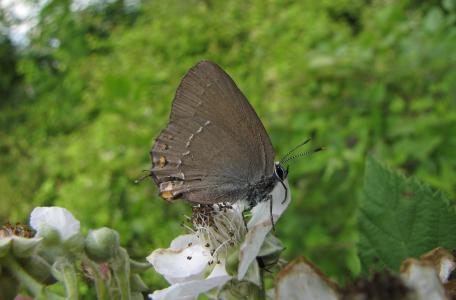 Bruine eikenpage, foto: Ivan Medenica, By Ivan Medenica (Own work) [CC BY-SA 4.0 (https://creativecommons.org/licenses/by-sa/4.0)], via Wikimedia Commons