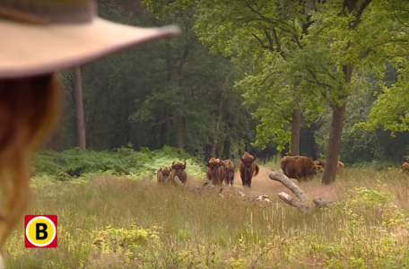 Natuurrijk in de Maashorst