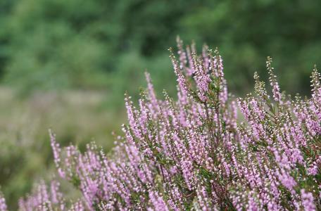 Struikhei bloeiend op de Maashorst
