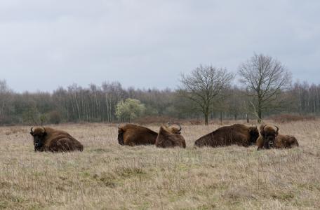 Wisent