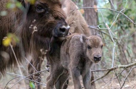 Wisentkalf Maashorst augustus 2019. Foto: Marieke van Boxtel