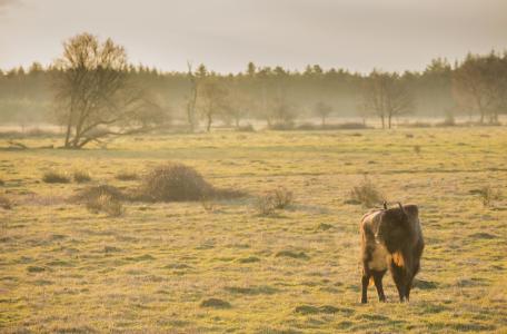 Wisent op de Maashorst
