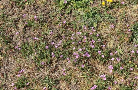 In verdroogd grasland groeit nu massaal gewone reigersbek.