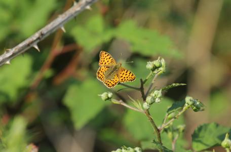 Kleine parelmoervlinder in de Maashorst (Foto Simone Schraven)