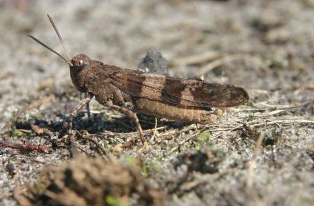 Blauwvleugelsprinkhaan