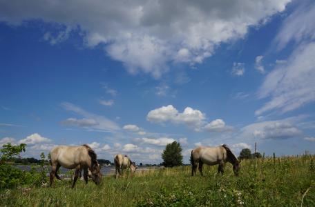 Konikpaarden in de Millingerwaard