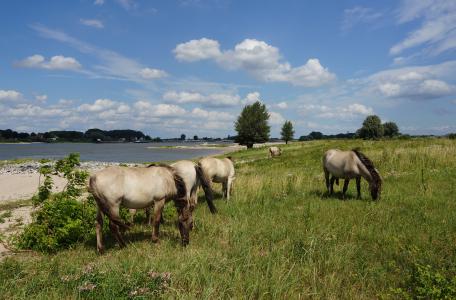 Paarden in de Millingerwaard. Foto: Twan Teunissen