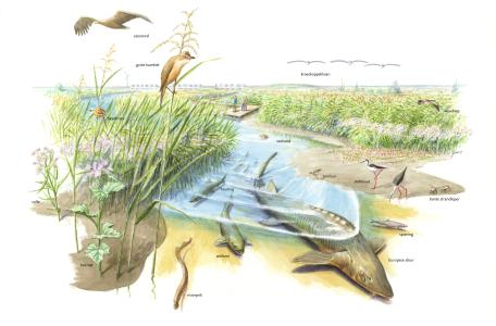 Wieringerdelta uit Natuurdroom Noord-Holland