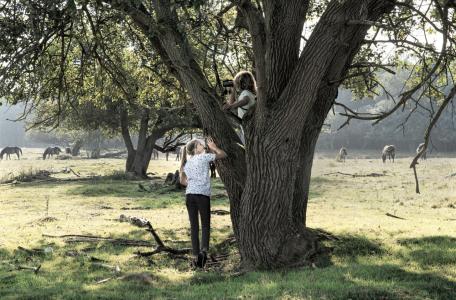 Maashorst, foto: bezoekdemaashorst.nl