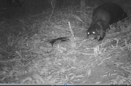 Een otterman rent terug naar het water nadat hij zijn geur heeft achtergelaten op een stoeptegel.