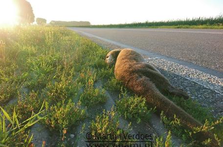 Dode otter in de Ooijpolder, foto: Martijn Verdoes