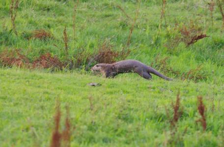 Otters bijgeplaatst in de Gelderse Poort