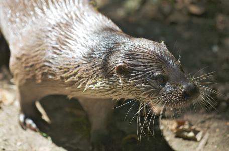 Otter