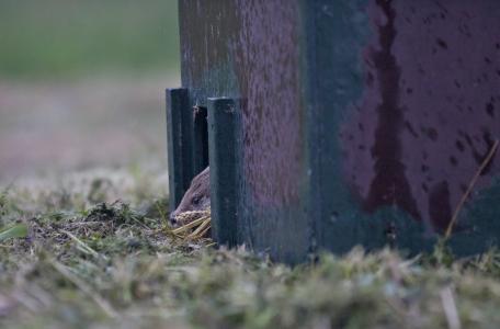 Bijplaatsing otters in de Gelderse Poort, foto: Harvey van Diek