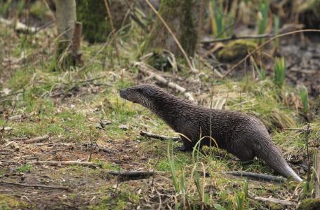 Otter; waterliefhebber en oeverbewoner